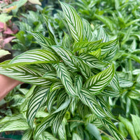 Calathea Vittata