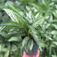 Calathea Vittata