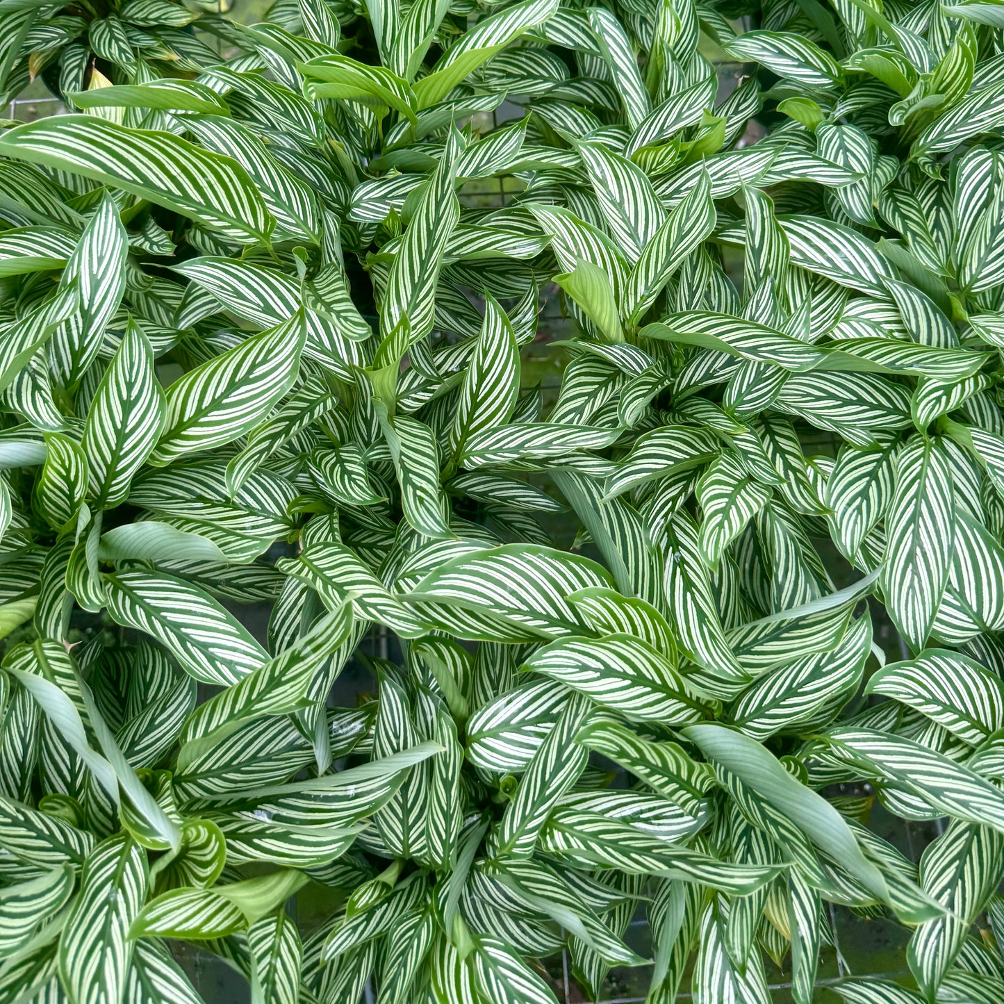Calathea Vittata