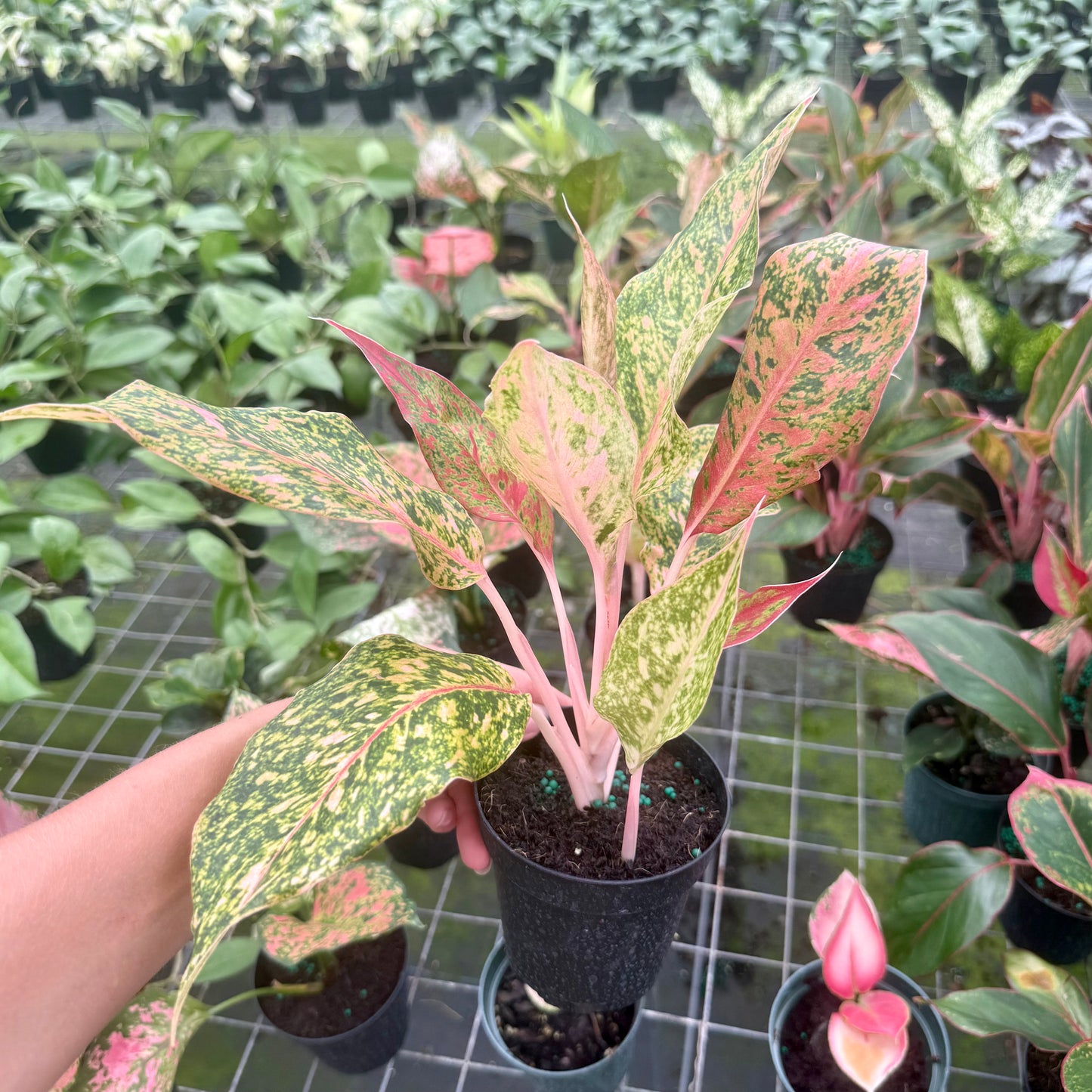Aglaonema Chanel 6”