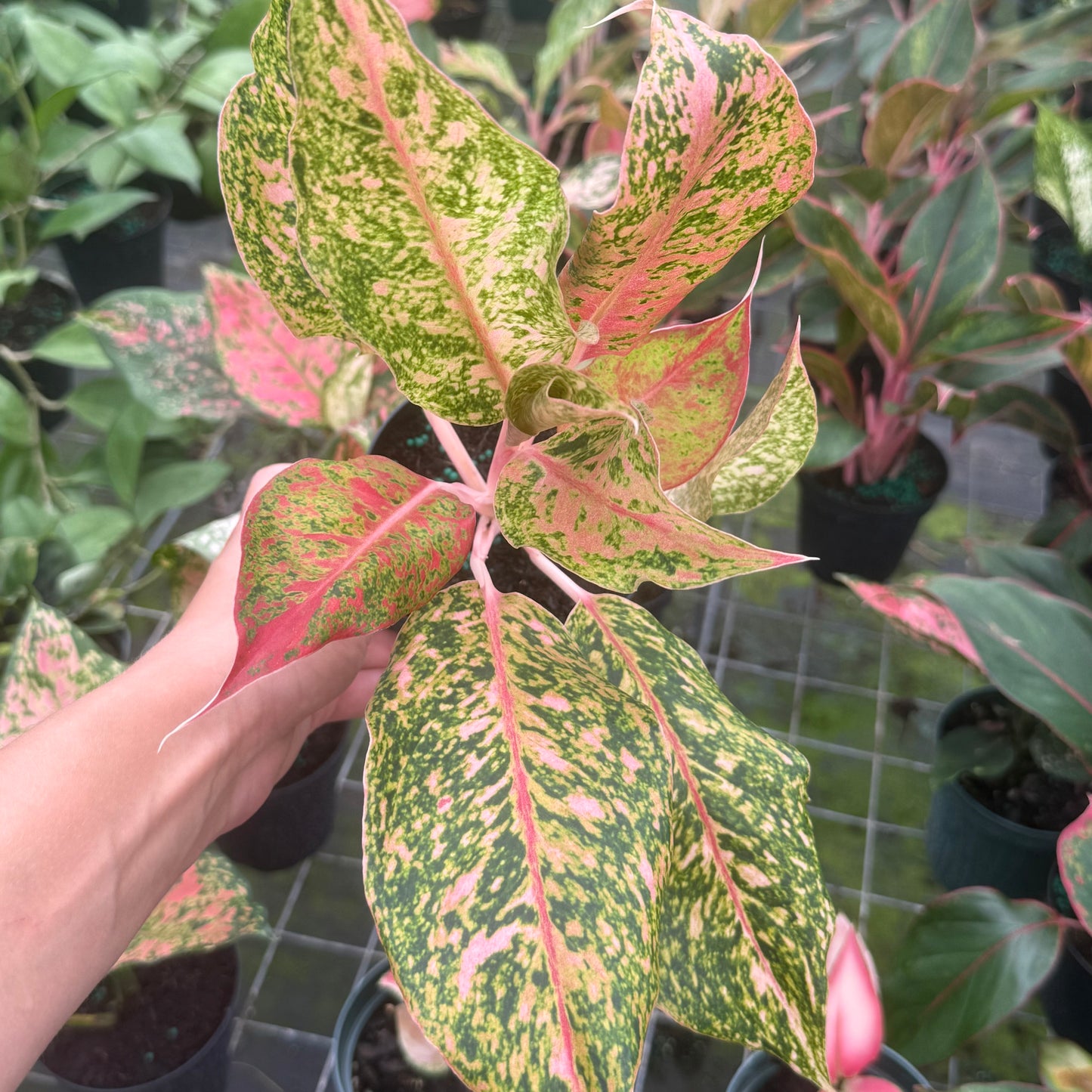 Aglaonema Wishes 6”