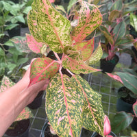 Aglaonema Wishes 6”