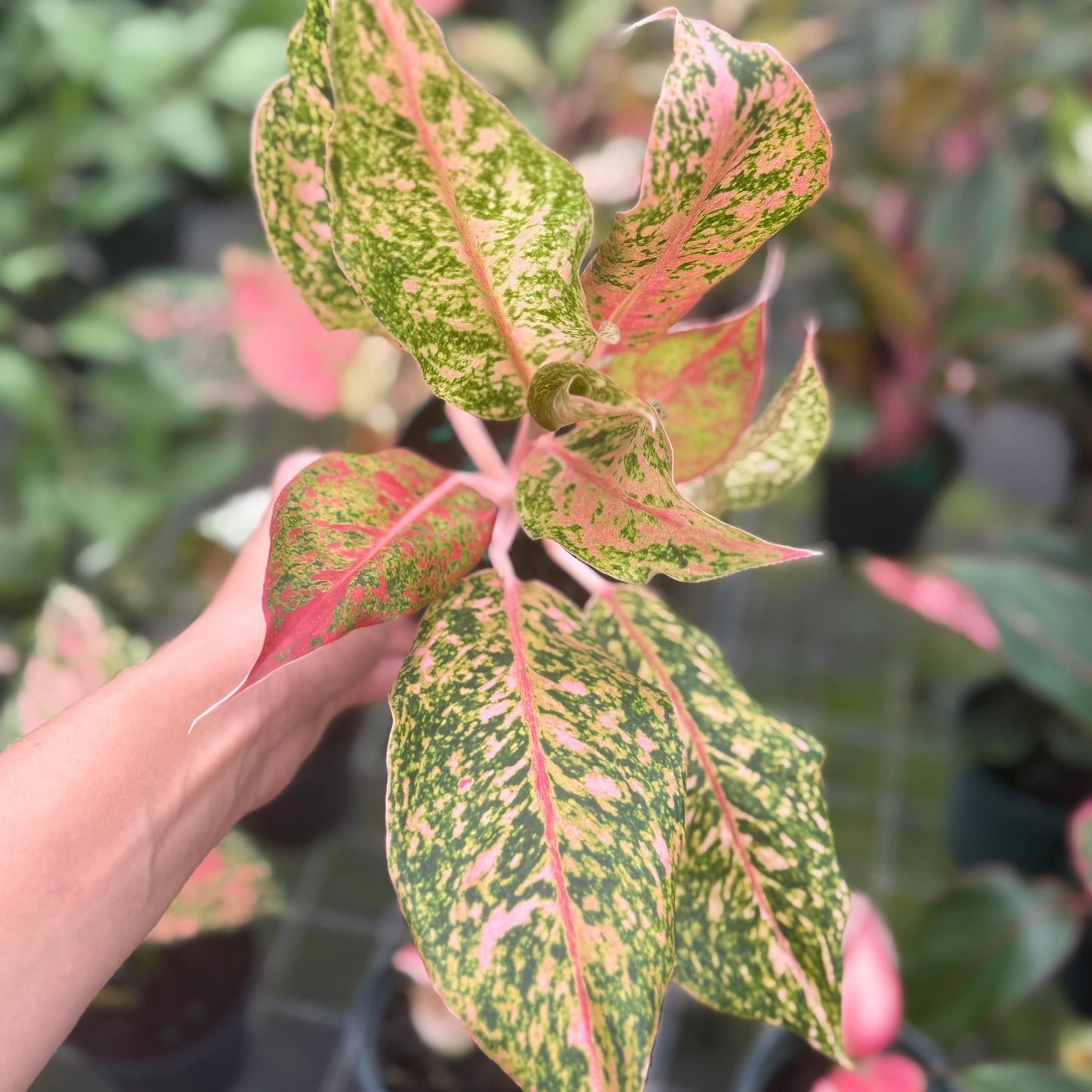 Aglaonema Wishes 6”