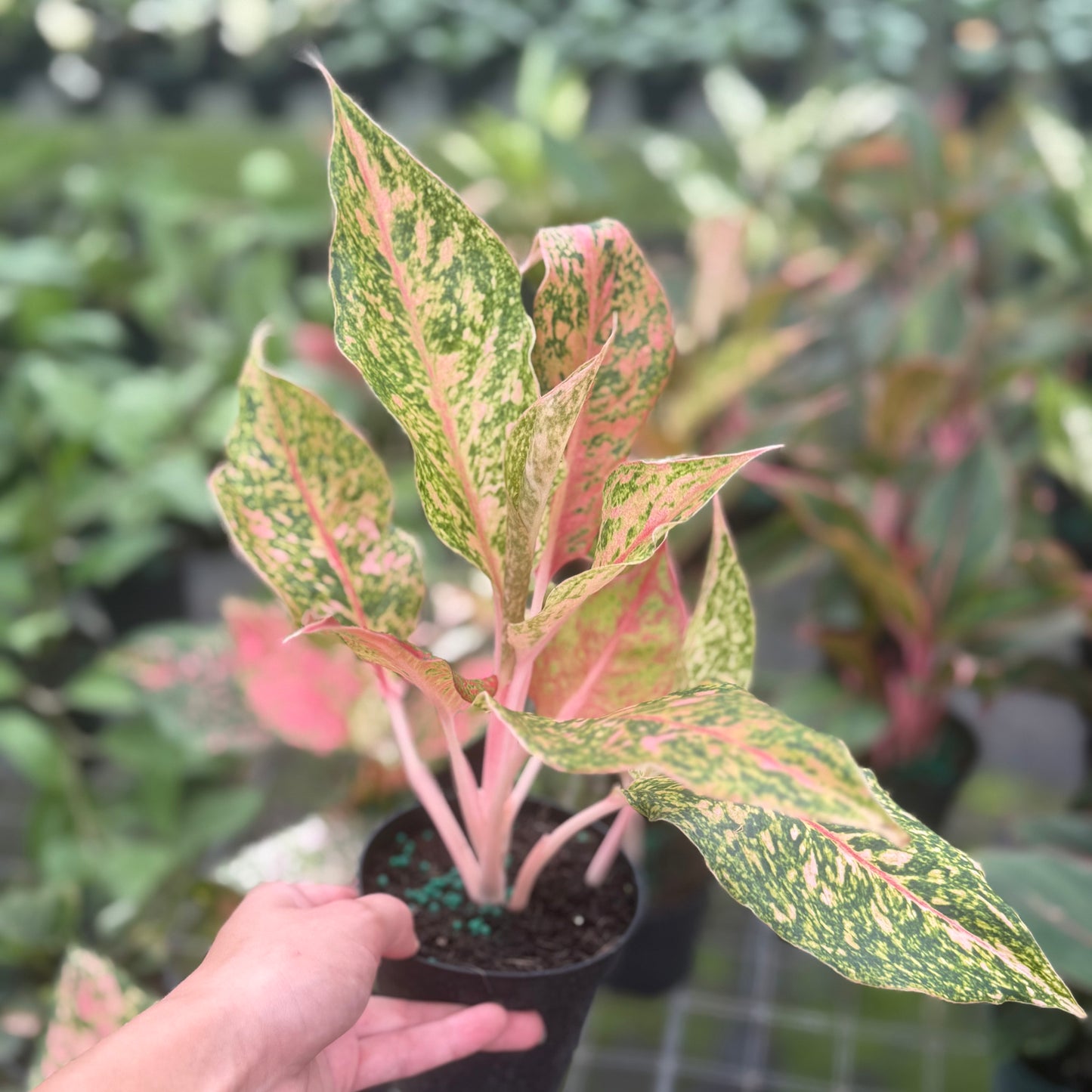 Aglaonema Wishes 6”