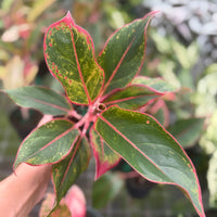 Aglaonema Garnet Coltrane 6”