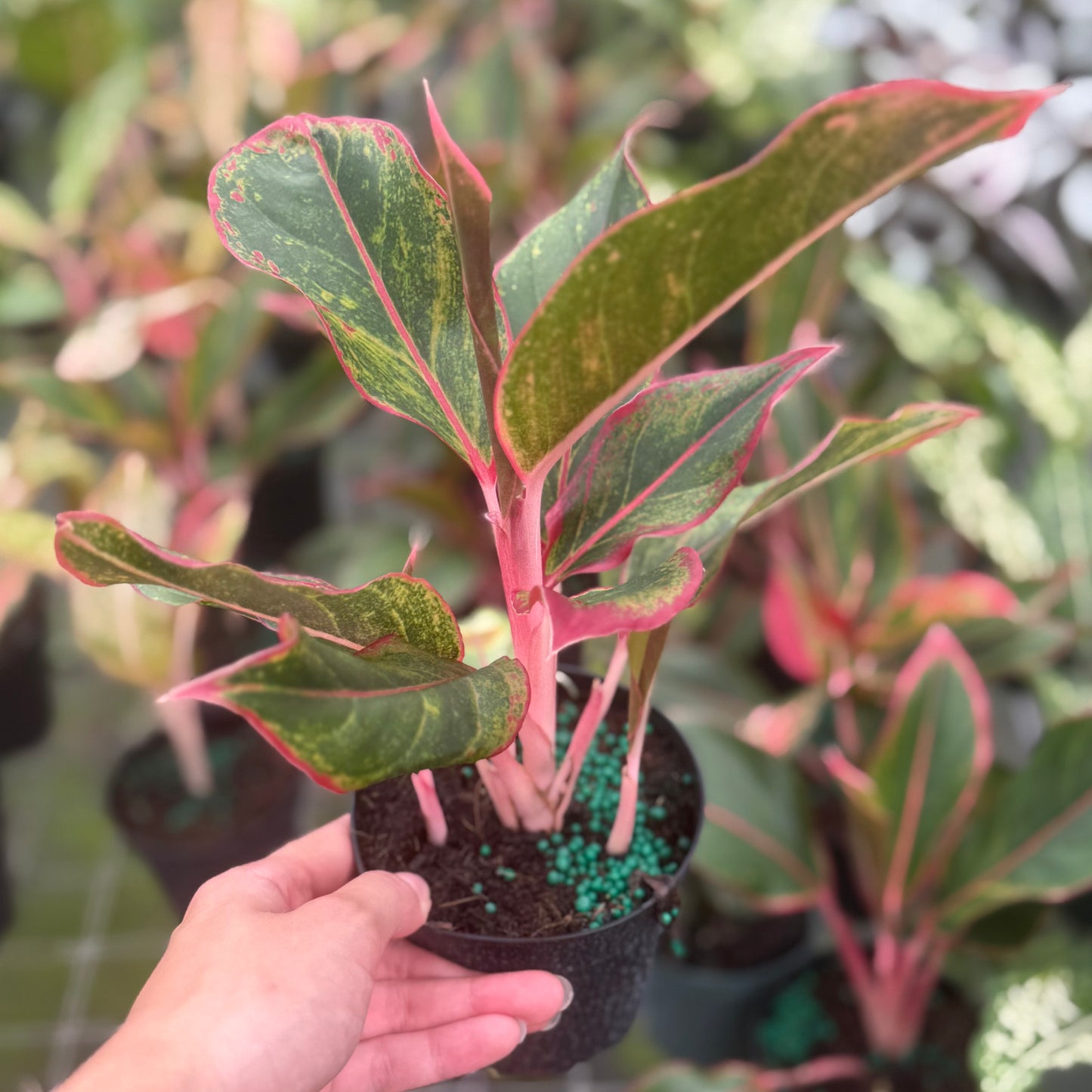 Aglaonema Garnet Coltrane 6”