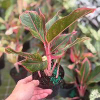 Aglaonema Garnet Coltrane 6”
