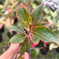 Aglaonema Garnet Coltrane 6”