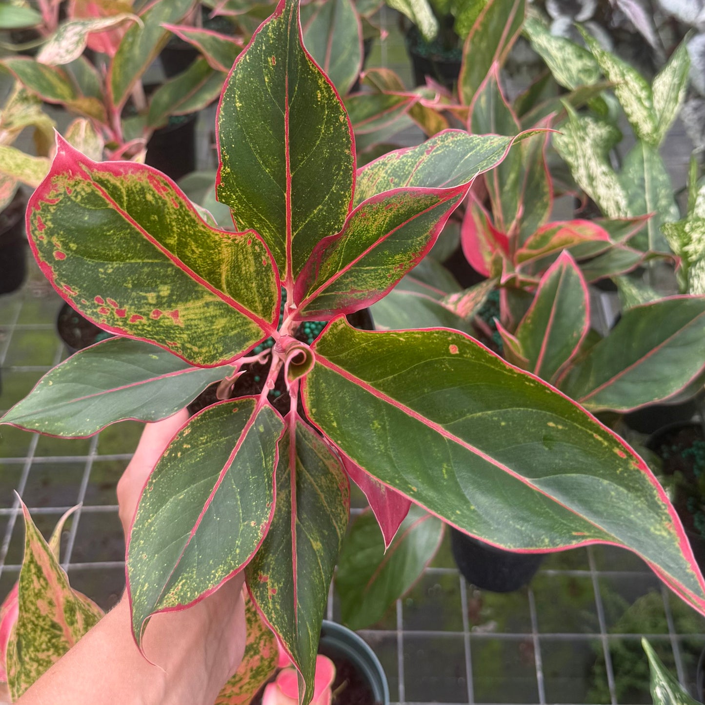 Aglaonema Garnet Coltrane 6”