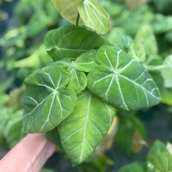 Syngonium ‘Ice Frost’ 4”