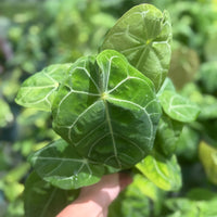 Syngonium ‘Ice Frost’ 4”