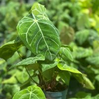 Syngonium ‘Ice Frost’ 4”