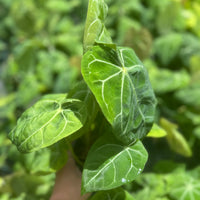 Syngonium ‘Ice Frost’ 4”