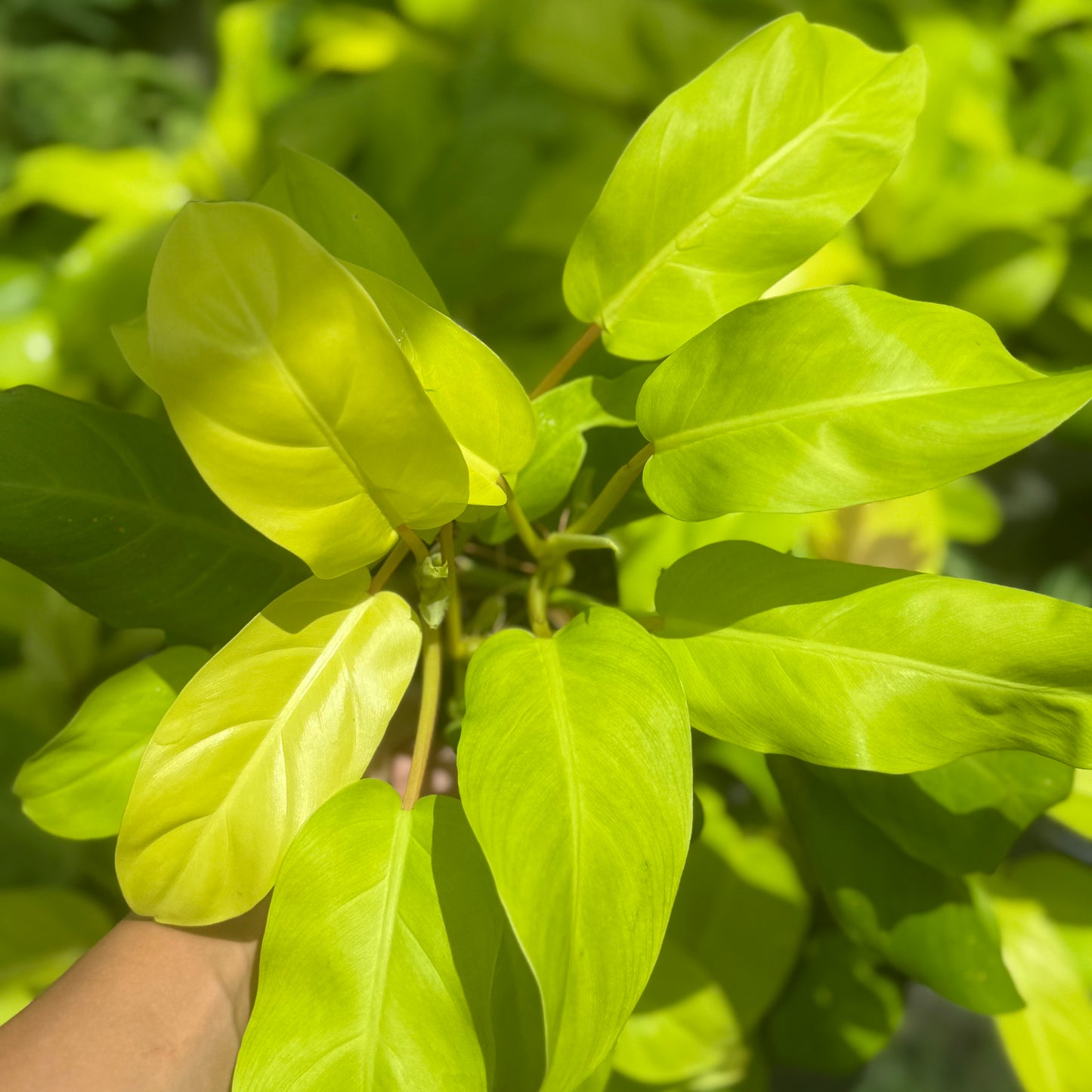 Philodendron Ceylon Beauty 6”