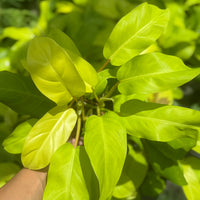 Philodendron Ceylon Beauty 6”