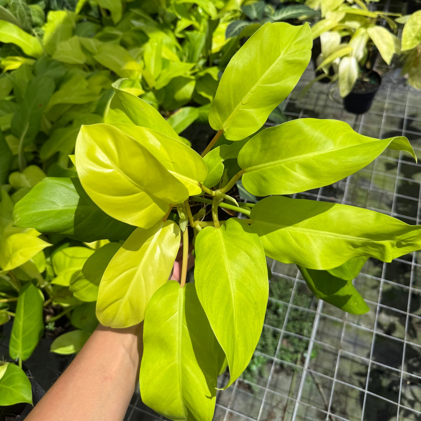 Philodendron Ceylon Beauty 6”