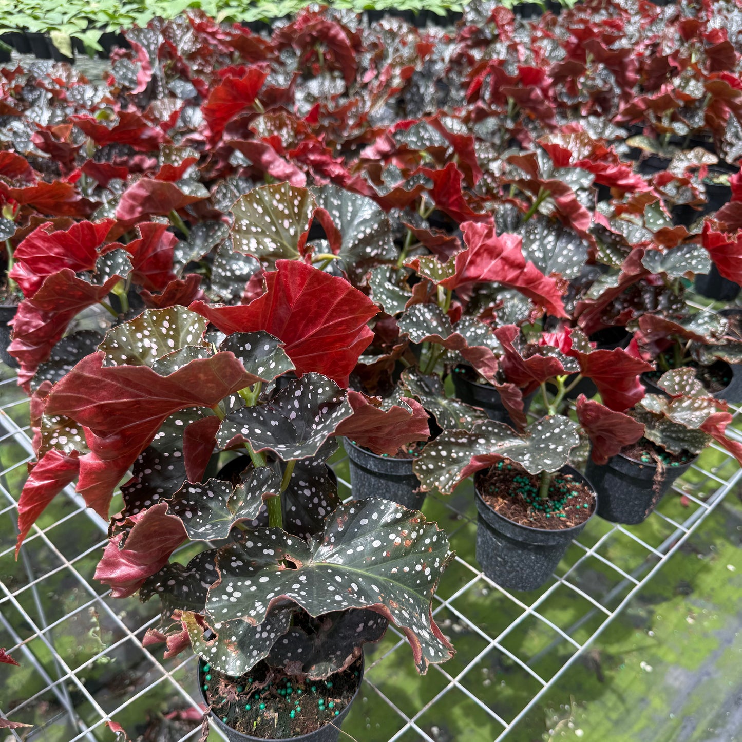 Begonia ‘Cracklin’ Rosie 6”