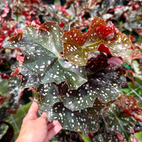 Begonia ‘Cracklin’ Rosie 6”