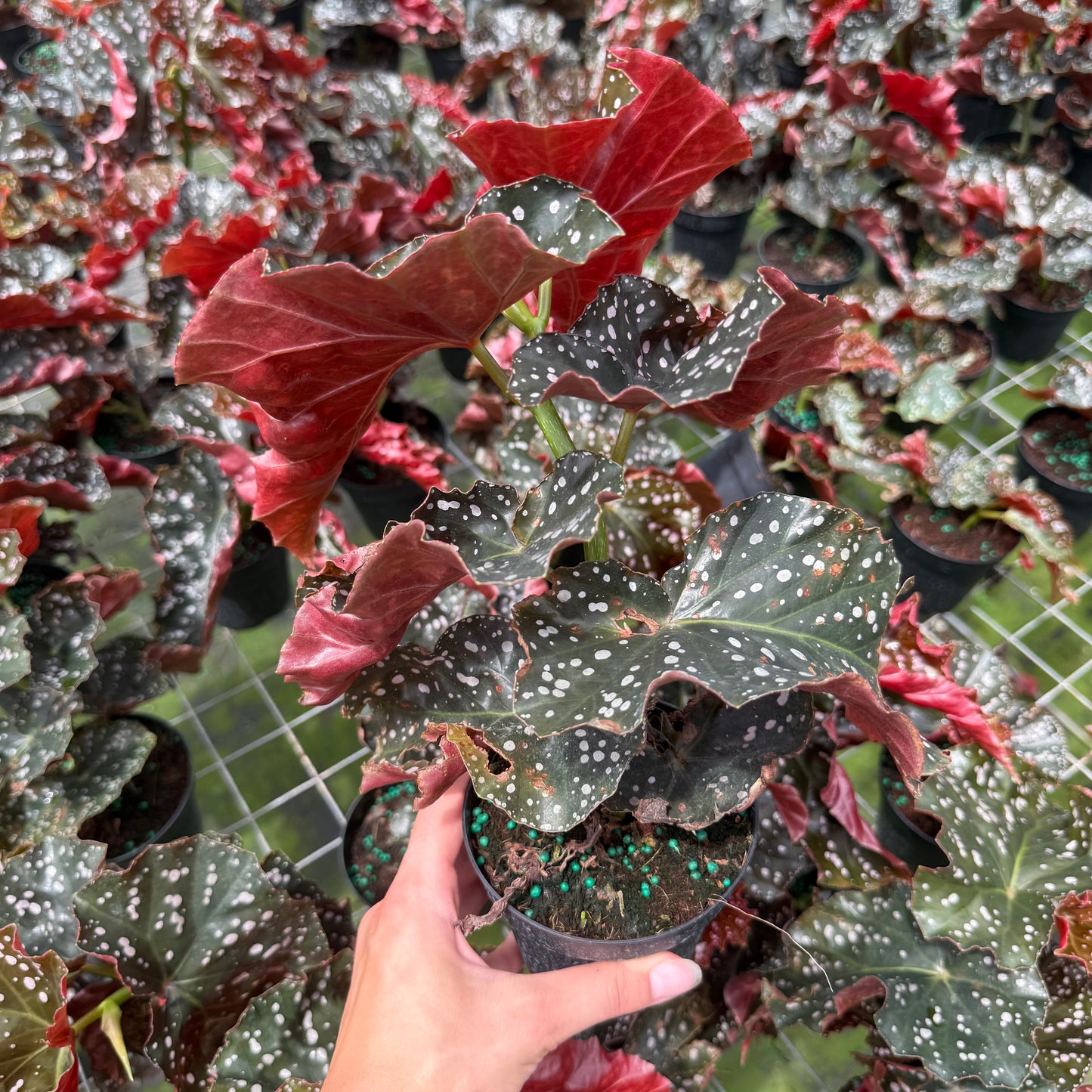 Begonia ‘Cracklin’ Rosie 6”