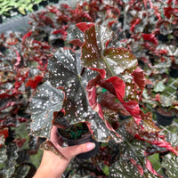 Begonia ‘Cracklin’ Rosie 6”