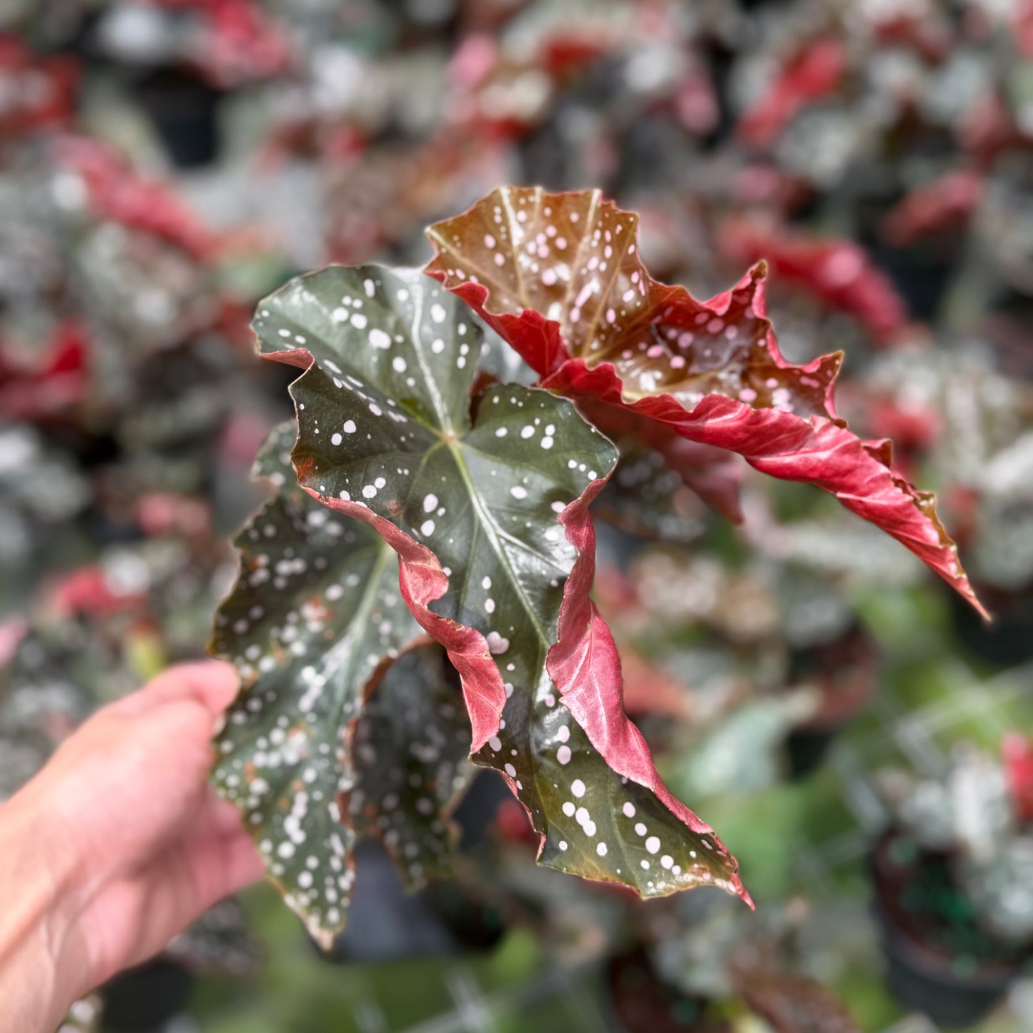 Begonia ‘Cracklin’ Rosie 6”
