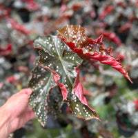 Begonia ‘Cracklin’ Rosie 6”