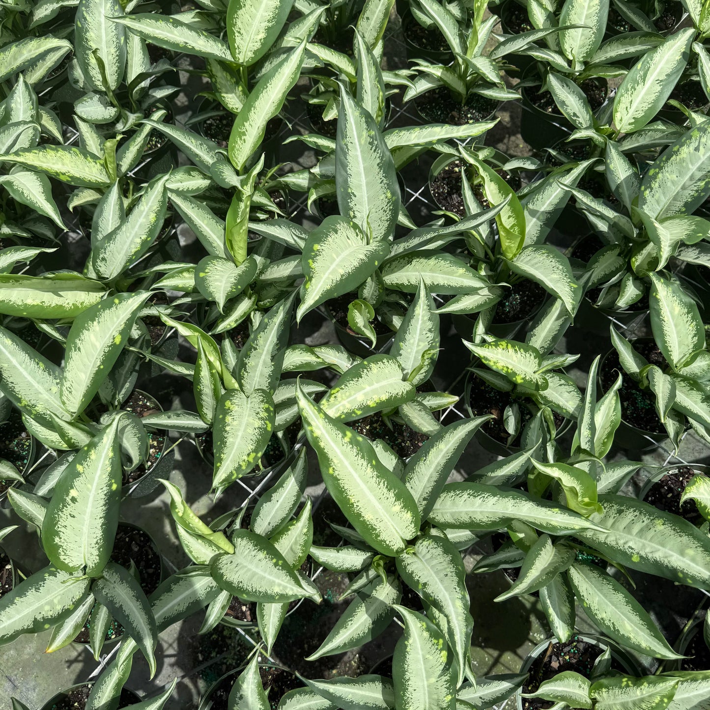 Aglaonema Golden Bay 6"