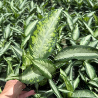 Aglaonema Golden Bay 6"