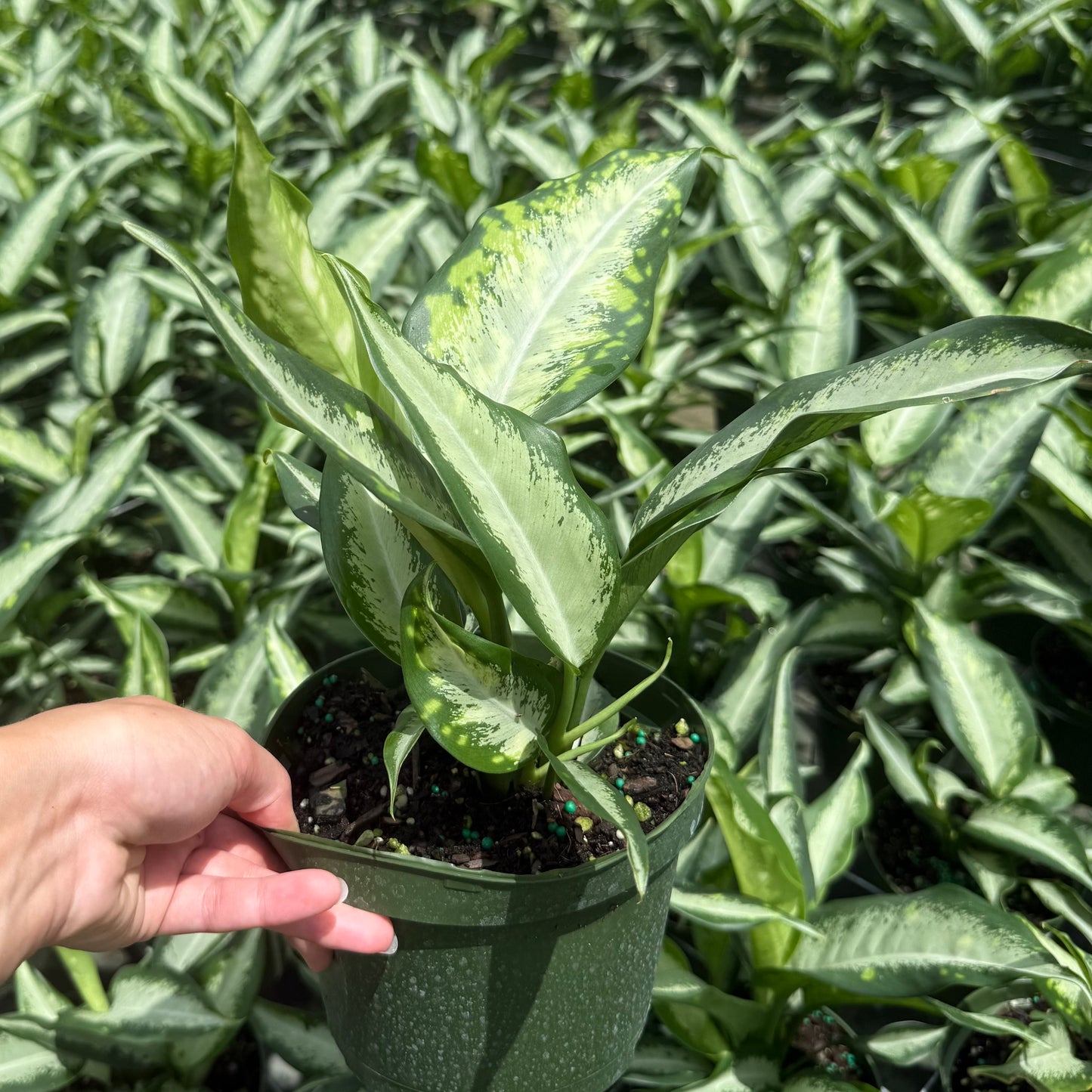 Aglaonema Golden Bay 6"