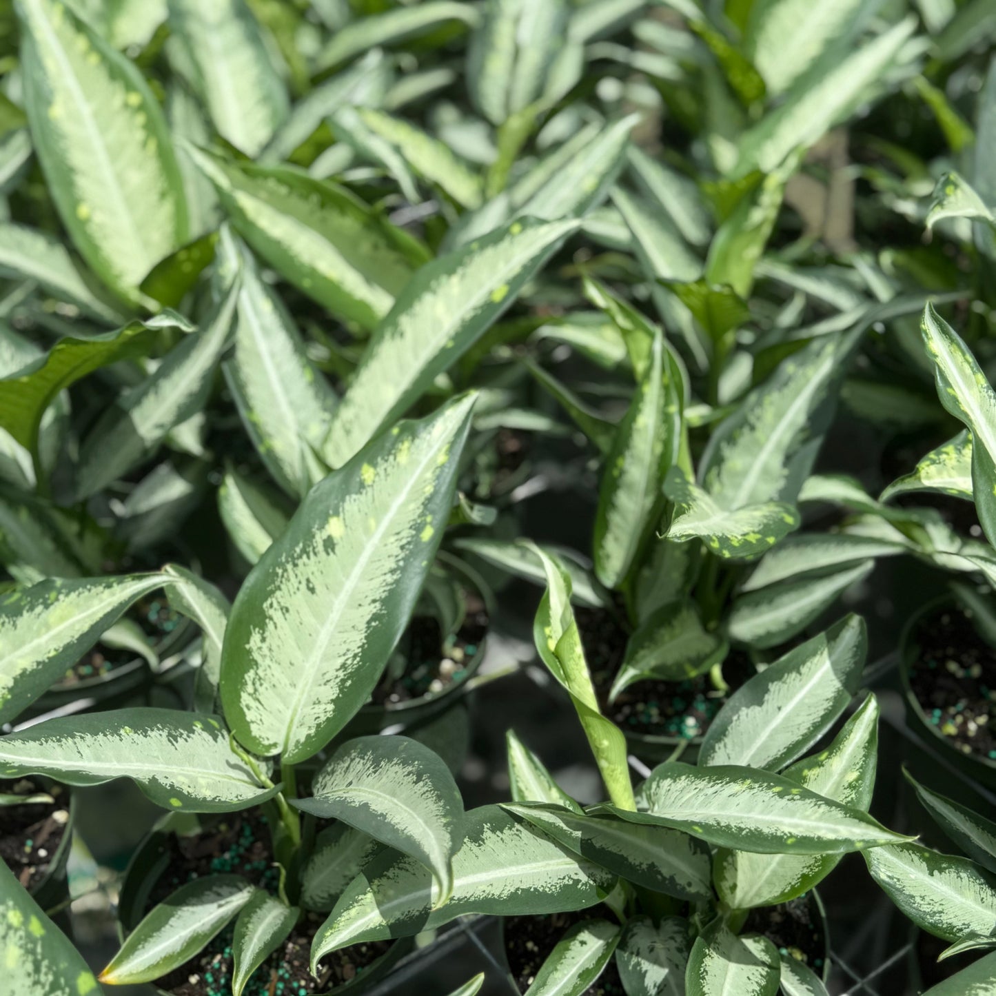 Aglaonema Golden Bay 6"