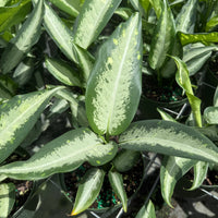 Dieffenbachia Panther 6”