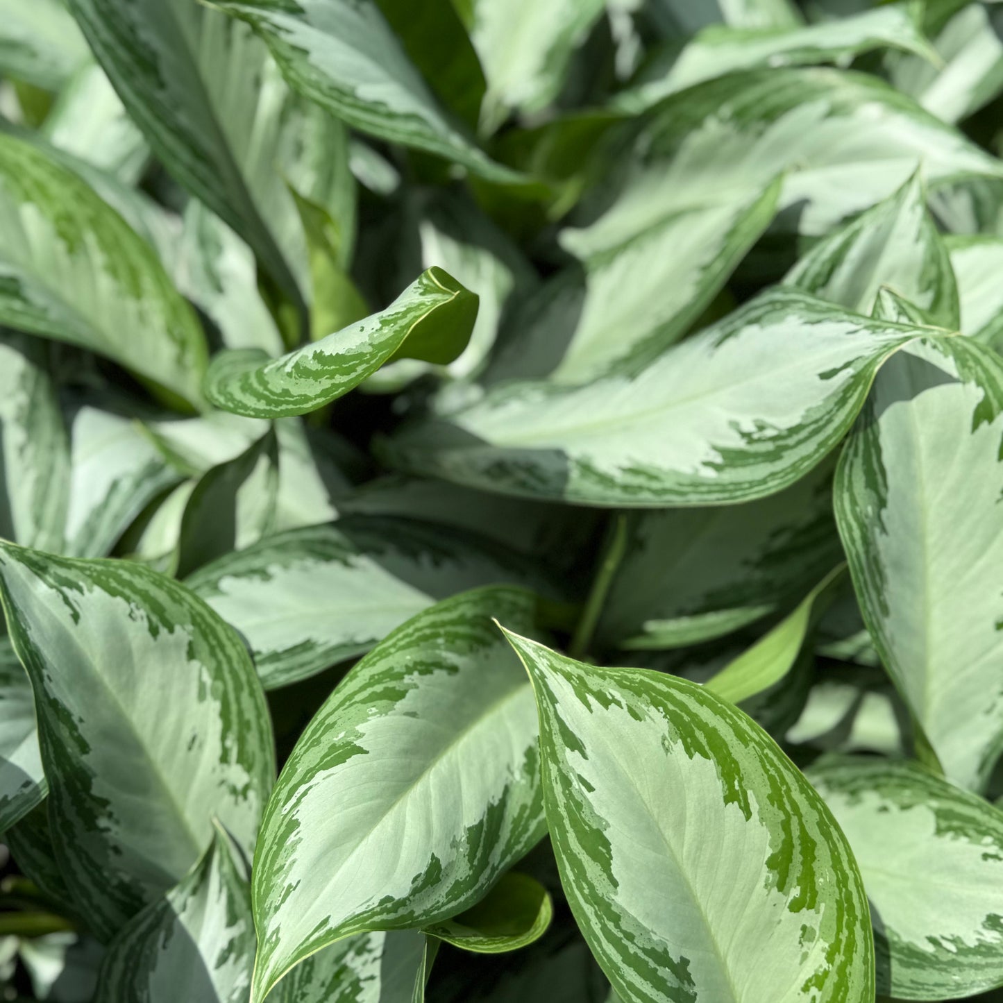 Aglaonema Silver Bay