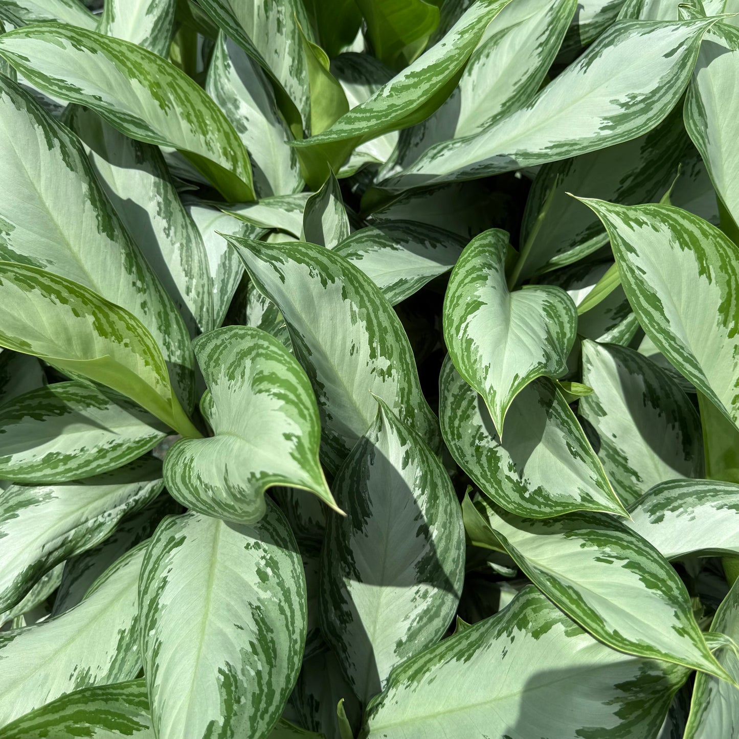 Aglaonema Silver Bay