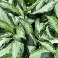 Aglaonema Silver Bay