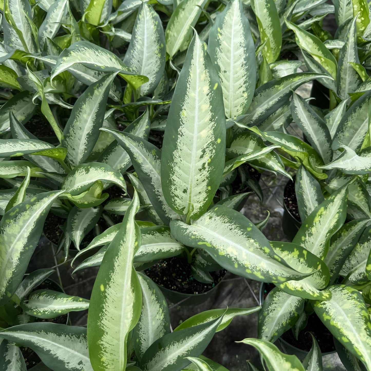 Dieffenbachia Panther 6”