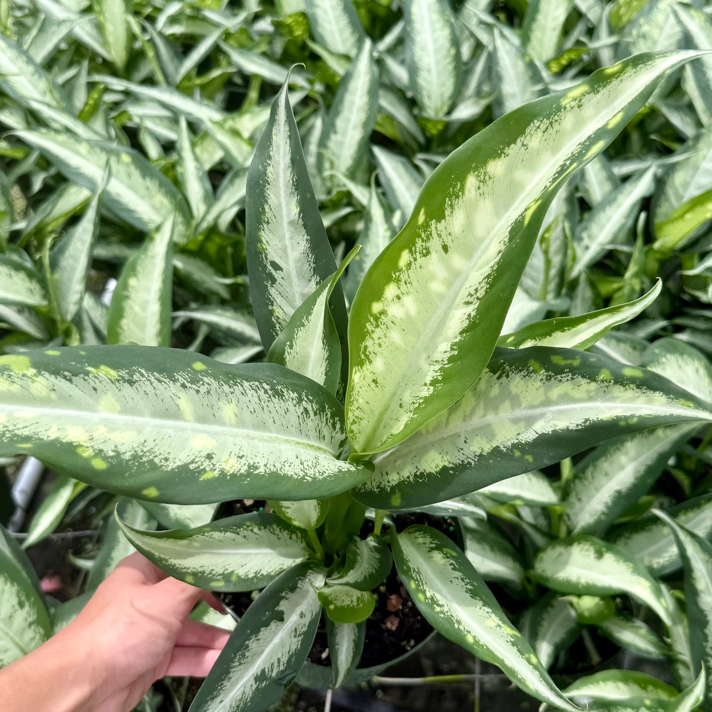 Dieffenbachia Panther 6”