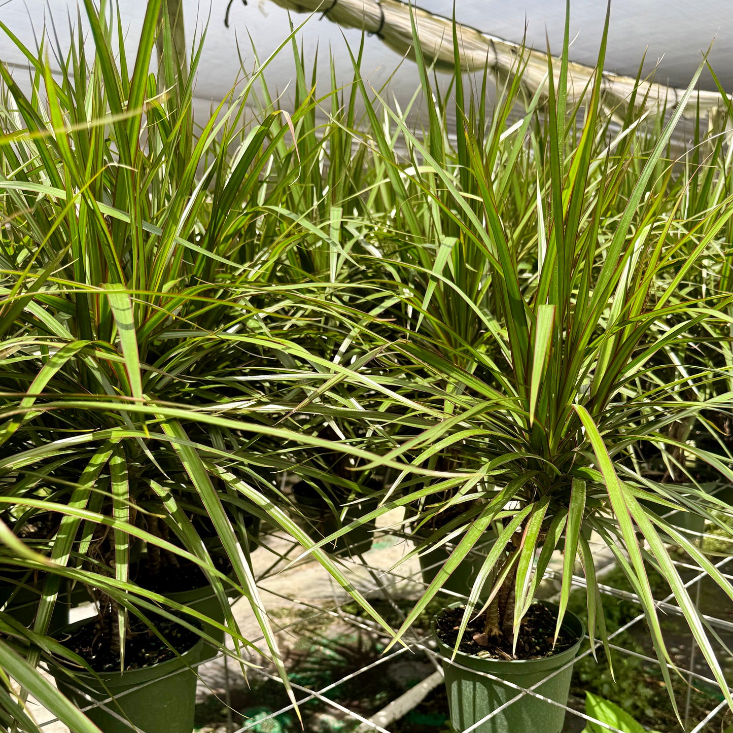 Dracaena Bicolor Bush 6”