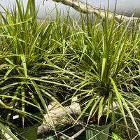 Dracaena Bicolor Bush 6”