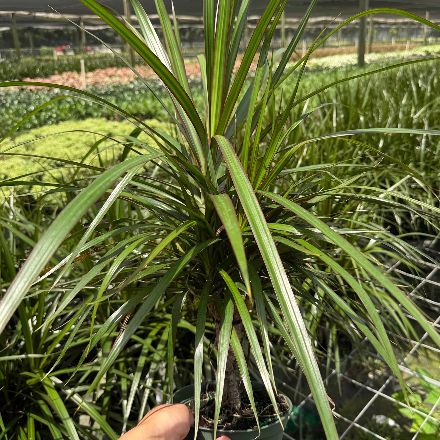 Dracaena Bicolor Bush 6”