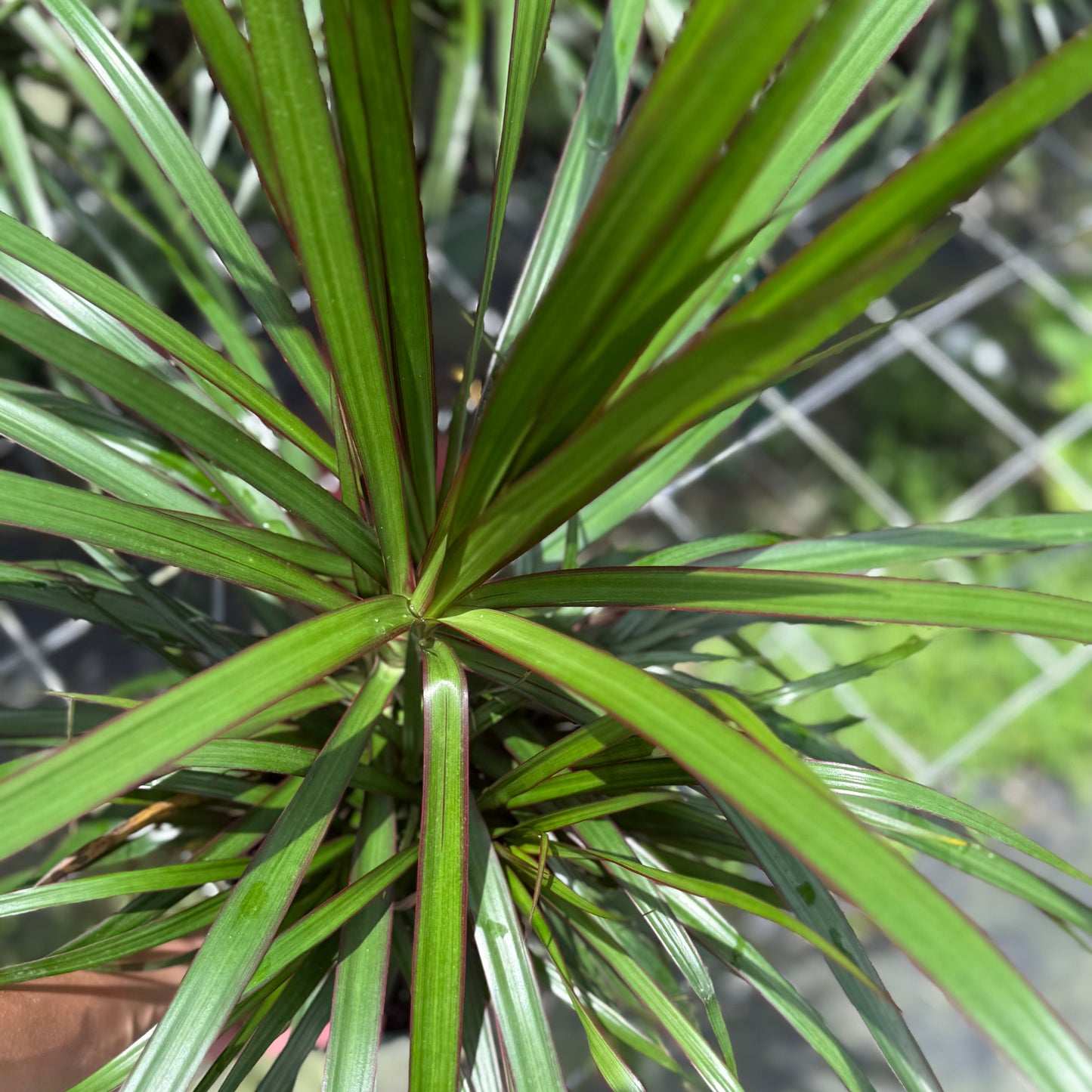 Dracaena Bicolor Bush 6”