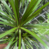 Dracaena Bicolor Bush 6”