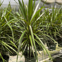 Dracaena Bicolor Bush 6”