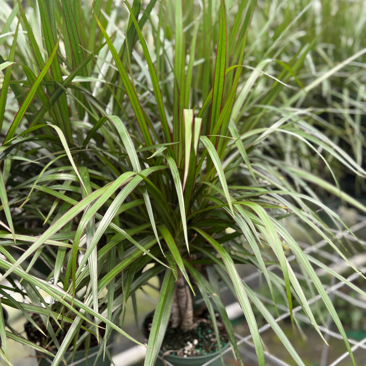 Dracaena Bicolor Bush 6”