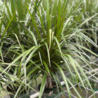 Dracaena Bicolor Bush 6”