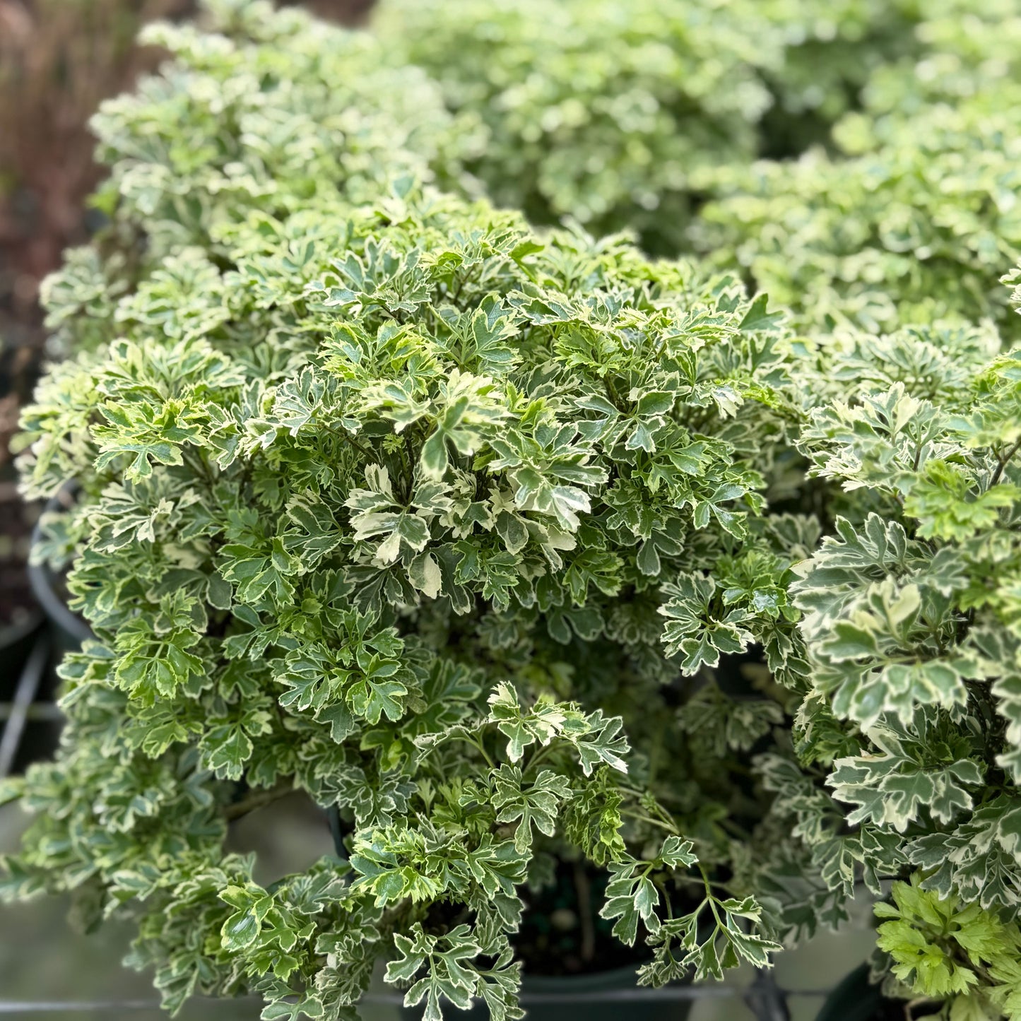 Aralia Ming Gold 6”