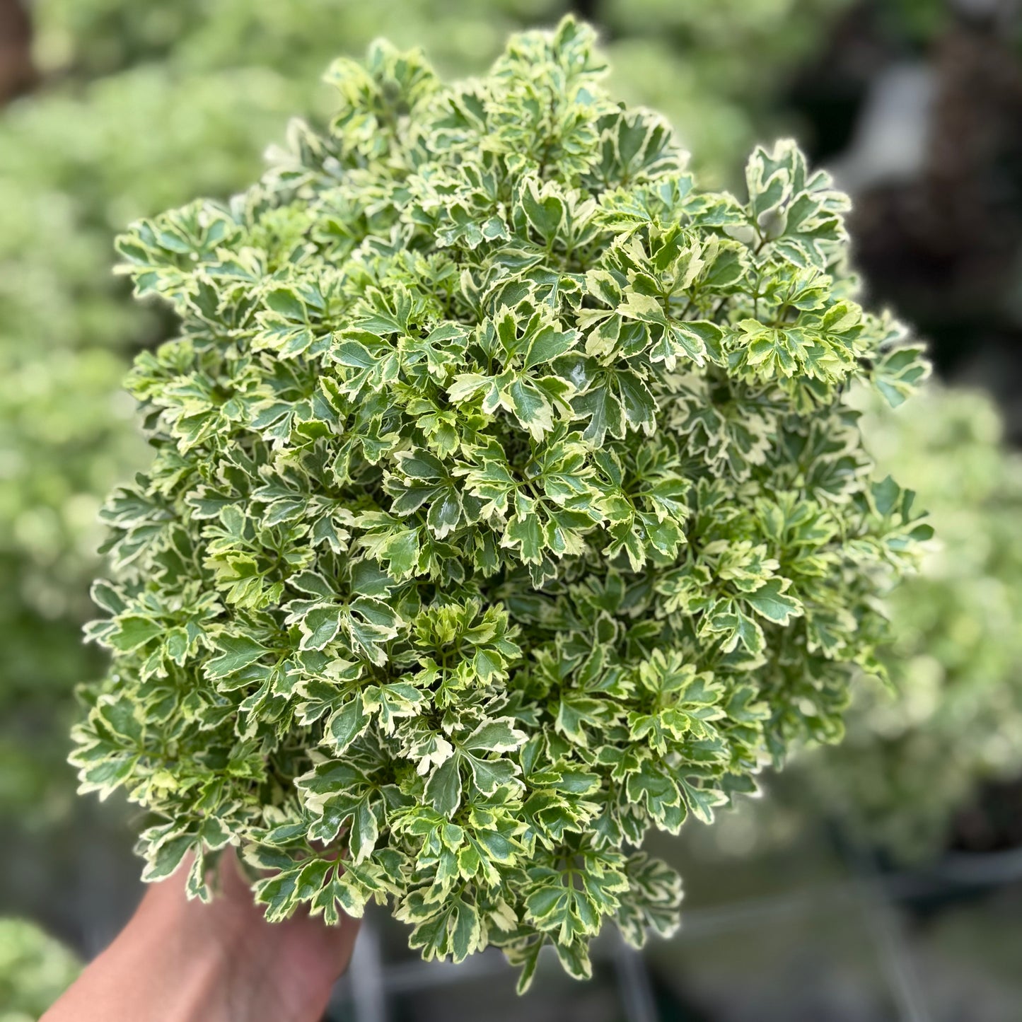 Aralia Ming Gold 6”