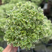 Aralia Ming Gold 6”
