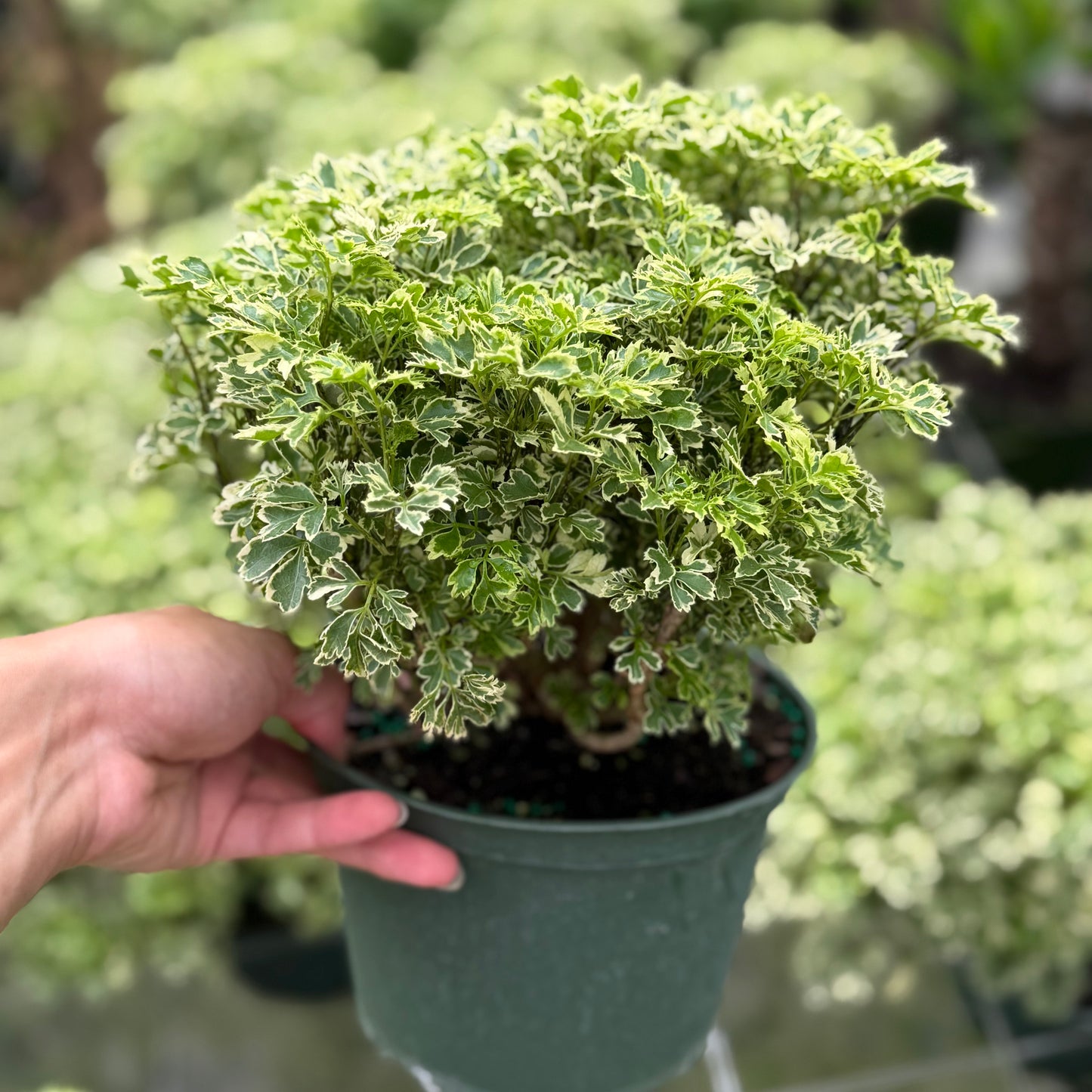 Aralia Ming Gold 6”