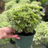 Aralia Ming Gold 6”