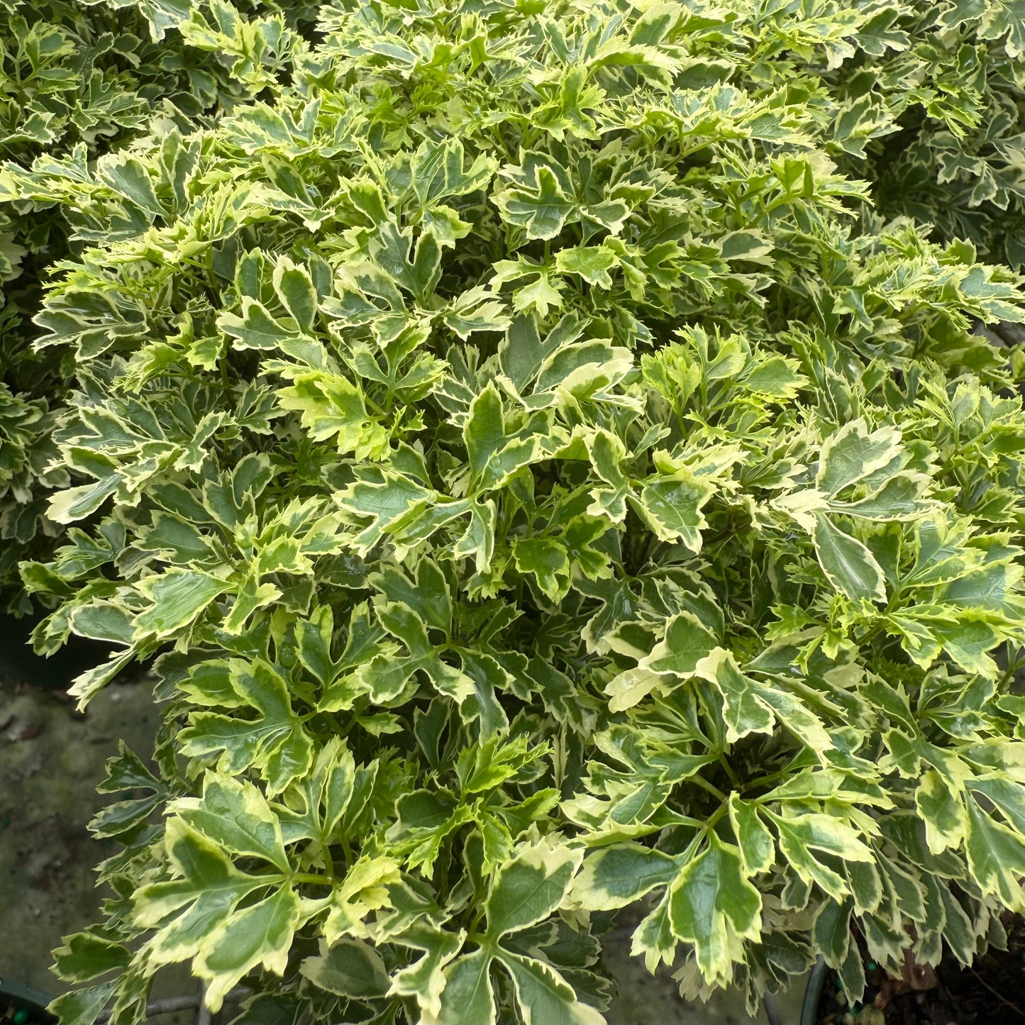Aralia Ming Gold 6”